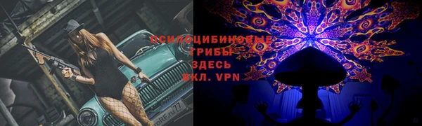 стаф Алзамай