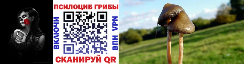 Псилоцибиновые грибы мицелий  Тара 